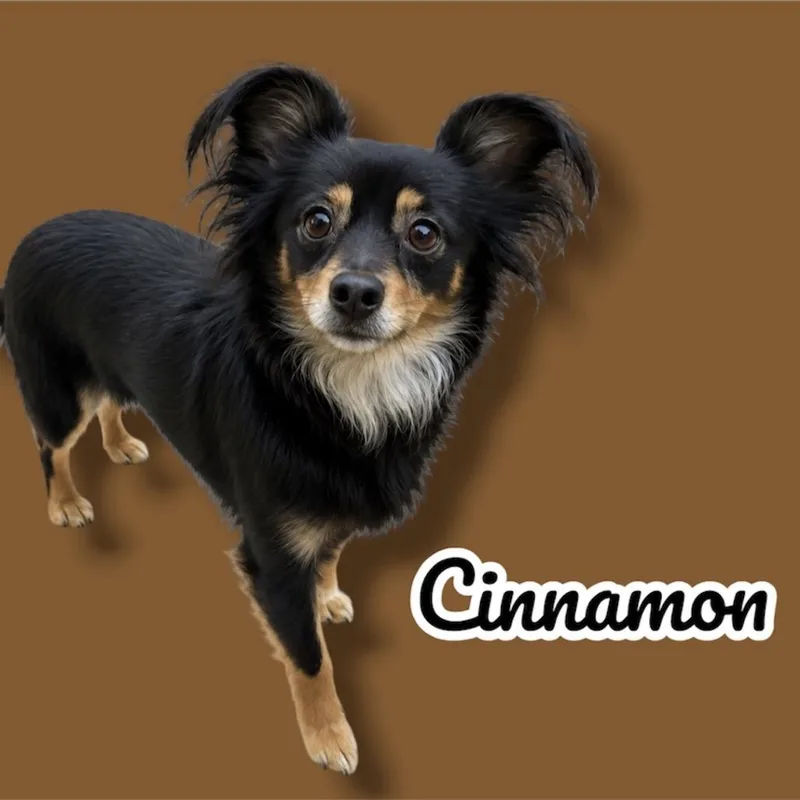 An adult small-sized female Black Papillon dog named Cinnamon for adoption in Scottsdale, AZ