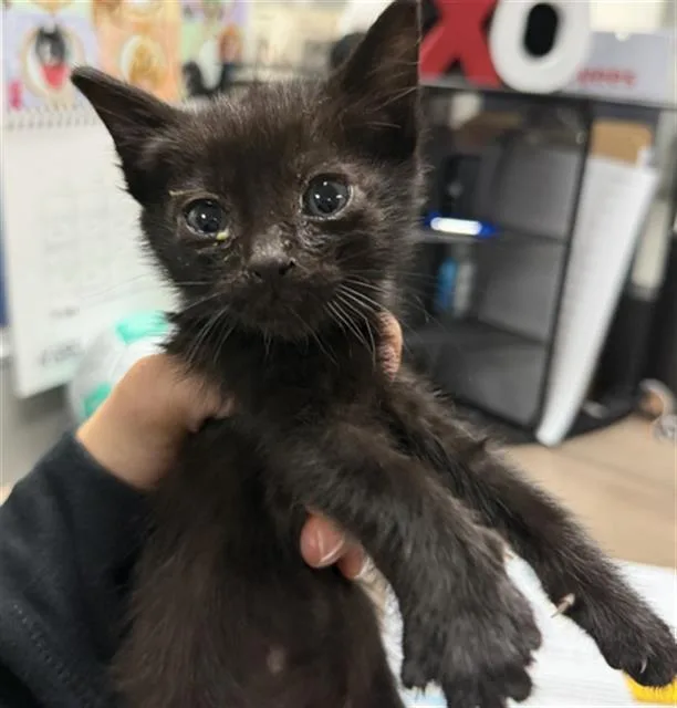 A baby small-sized male Domestic Short Hair cat named Cole for adoption in Bakersfield, CA