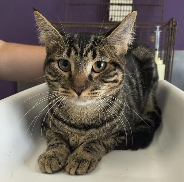 A young medium-sized female Domestic Short Hair cat named Deborah for adoption in Salt Lake City, UT
