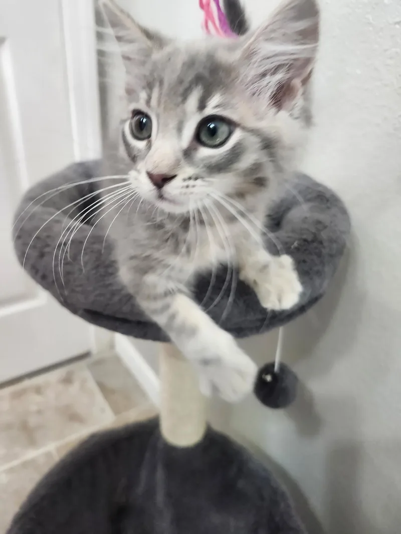 A baby small-sized female Domestic Long Hair cat named Cher for adoption in Rio Linda, CA