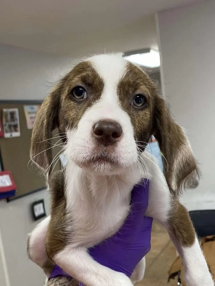 A young large-sized female Poodle dog named Sophie for adoption in Bolivar, MO