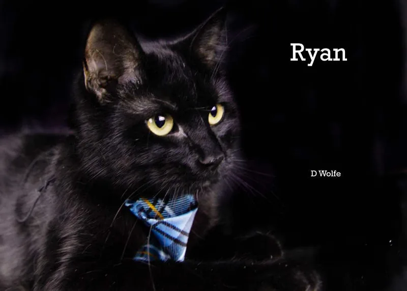 A young medium-sized male Black Domestic Short Hair cat named Ryan for adoption in York, NE
