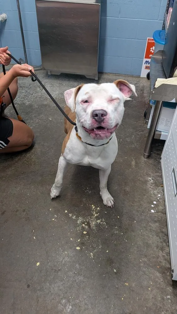 An adult large-sized male Pit Bull Terrier dog named Simba for adoption in Evansville, IN