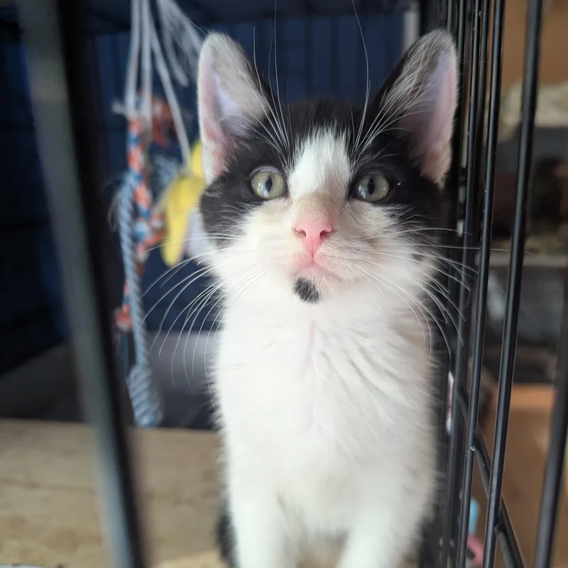 A baby medium-sized male Domestic Short Hair cat named Monty for adoption in East Hartford , CT