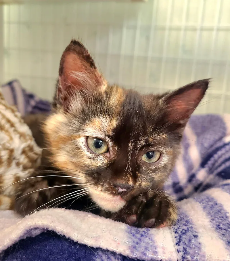 A baby medium-sized female Tortoiseshell Domestic Short Hair cat named Nala for adoption in Kirkland, WA