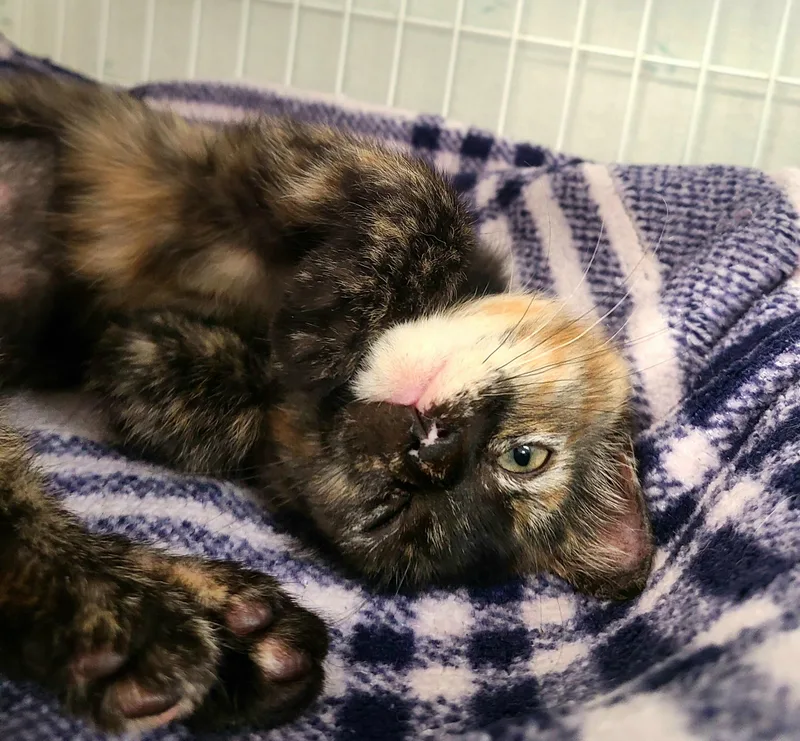 Nala thumbnail 2