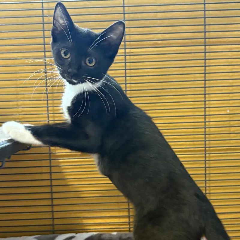 A baby small-sized female Domestic Short Hair cat named Josie for adoption in Chesapeake, VA