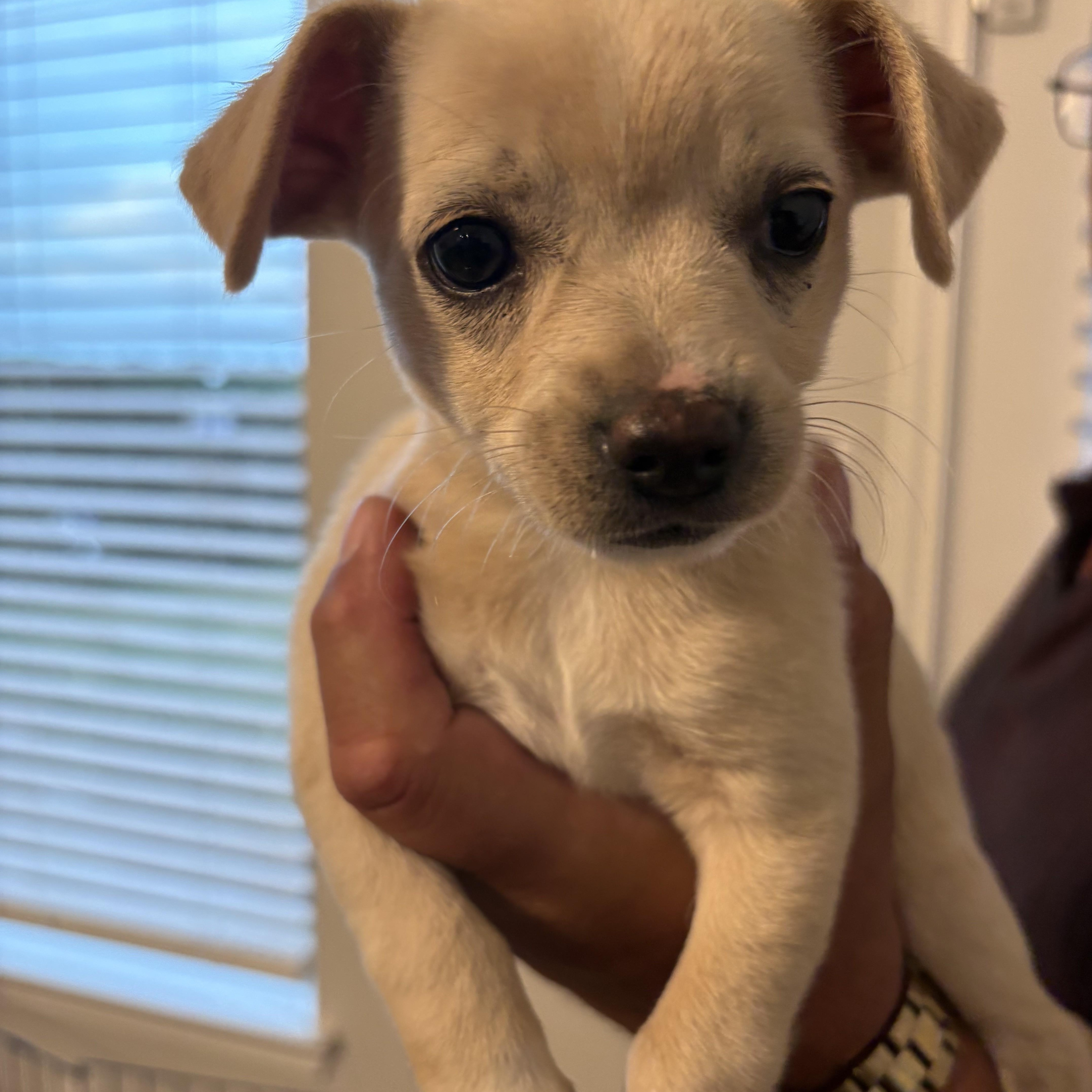 A baby small-sized female White / Cream Chihuahua dog named Chloe for adoption in Joshua, TX