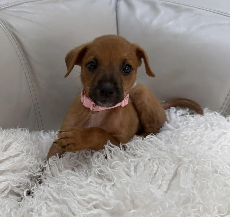 Muffin  The Velcro thumbnail 4