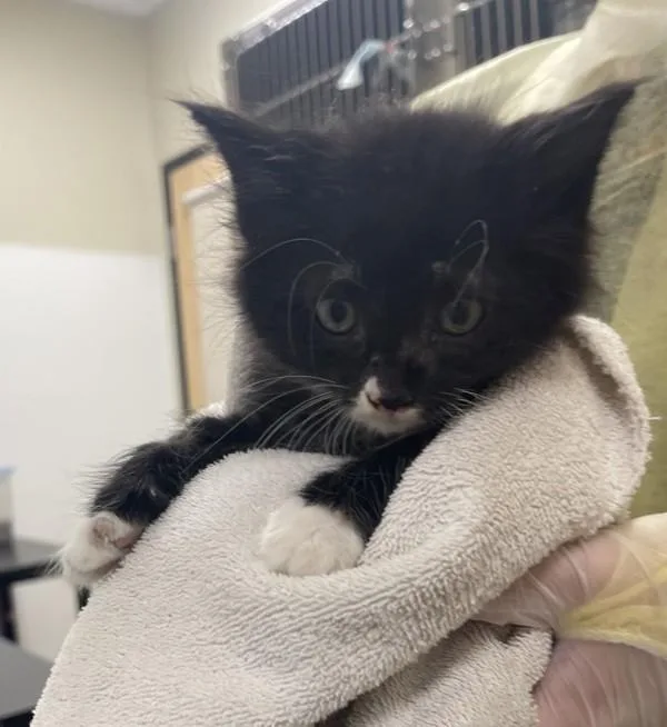 A baby small-sized male Domestic Short Hair cat named Hightail Jones for adoption in Vancouver, WA