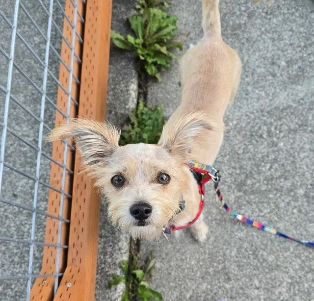 A young small-sized female Chihuahua dog named Princess for adoption in Seattle, WA