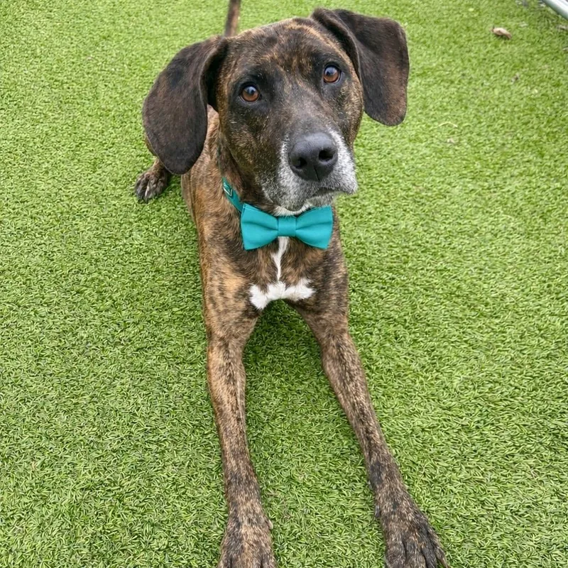 An adult large-sized male Brindle Plott Hound dog named Leooo for adoption in Binghamton, NY