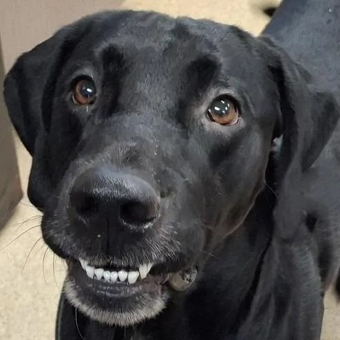 An adult medium-sized male Labrador Retriever dog named Bobby Asher for adoption in Brenham, TX