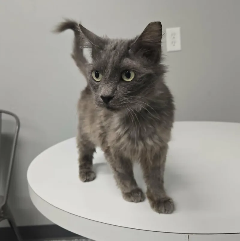 An adult medium-sized male Domestic Medium Hair cat named Grover for adoption in Watertown, WI