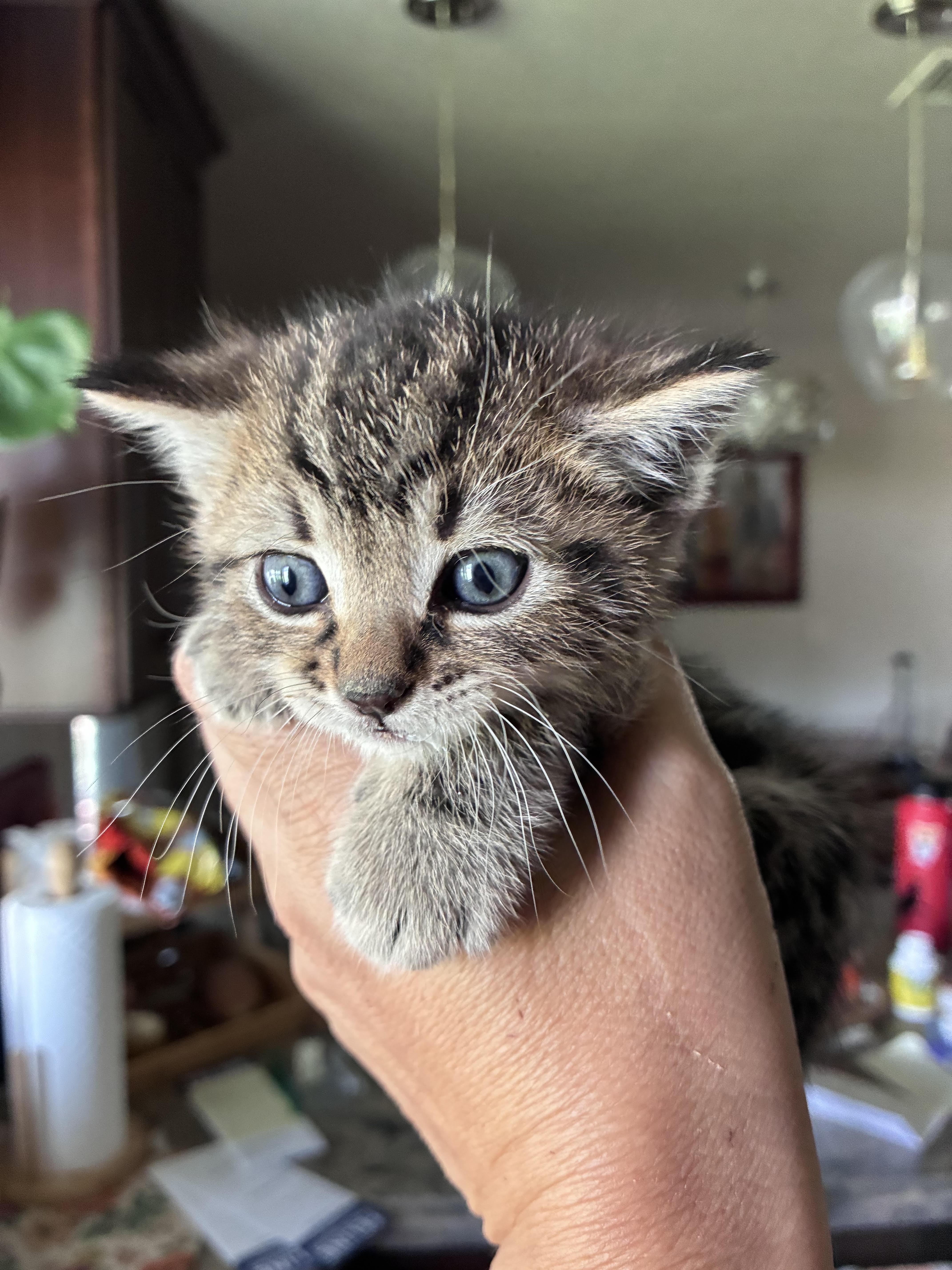 A baby small-sized male Domestic Short Hair cat named Stu for adoption in Long Beach, CA