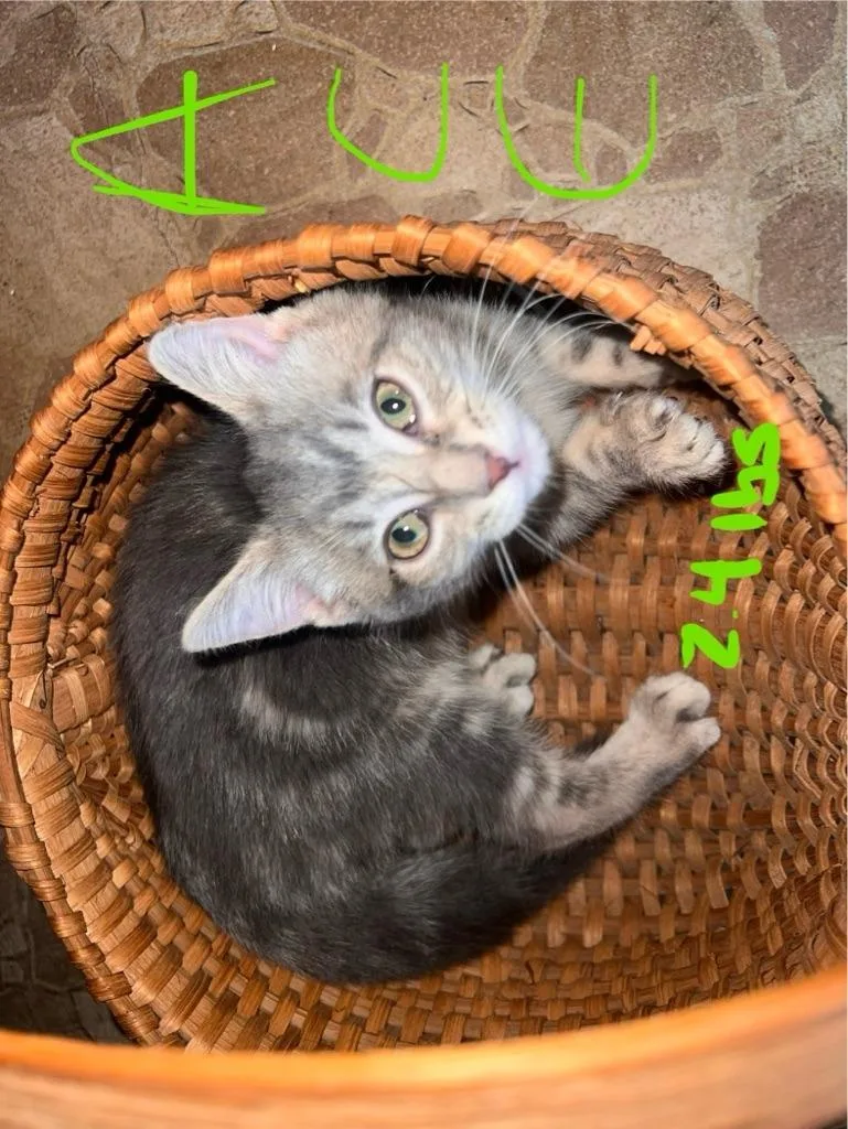 A baby medium-sized male Domestic Short Hair cat named Ace for adoption in Johnson City, TN