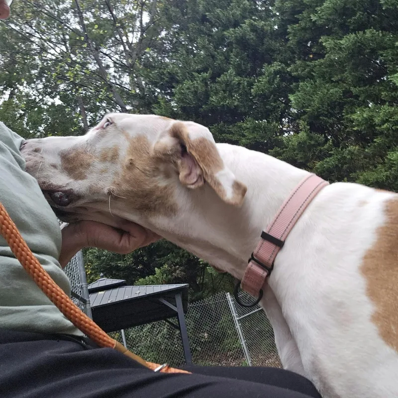 A young extra large-sized female Great Dane dog named Godiva for adoption in Orange, VA
