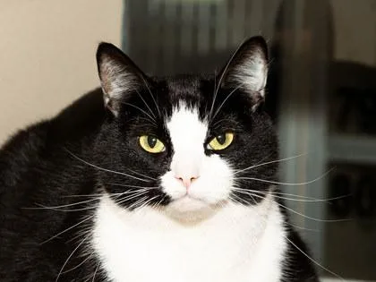 A young small-sized male Domestic Short Hair cat named Aristotle for adoption in Longmont, CO