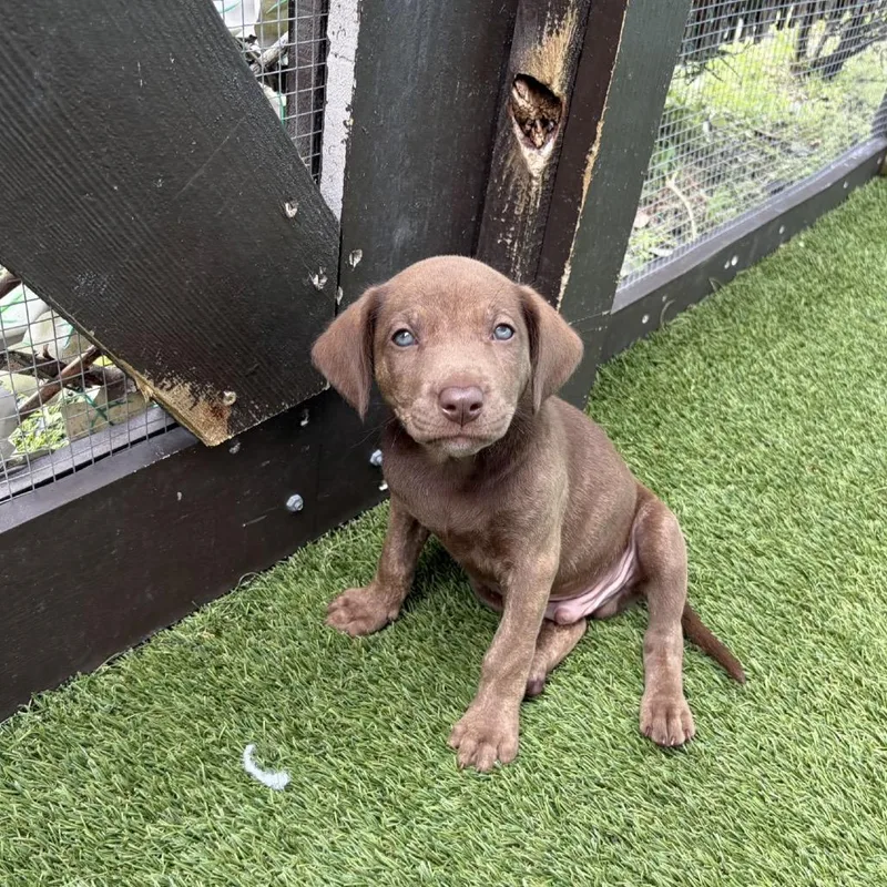 A baby small-sized male White / Cream Mixed Breed dog named Prince for adoption in LOXAHATCHEE, FL