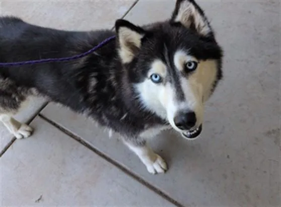 Lulu