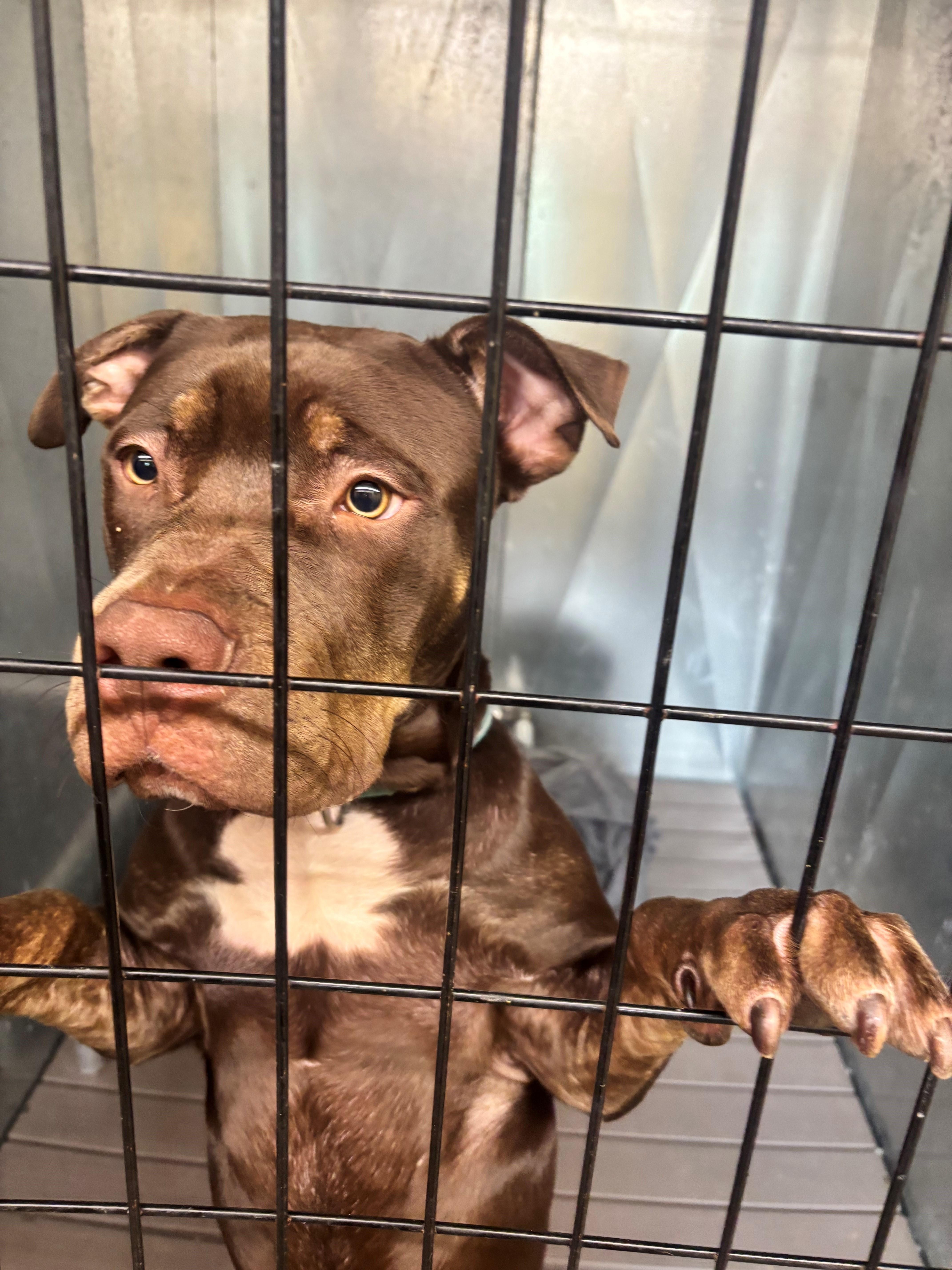 A young large-sized male Pit Bull Terrier dog named Melo for adoption in Edison, NJ