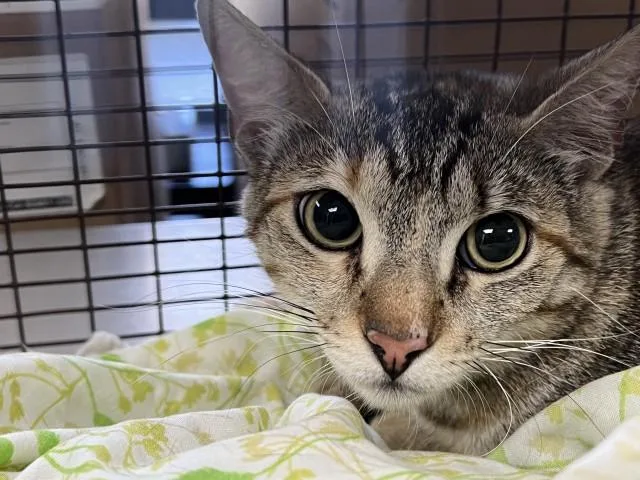 A young small-sized female Domestic Short Hair cat named Lucille for adoption in San Bernardino, CA