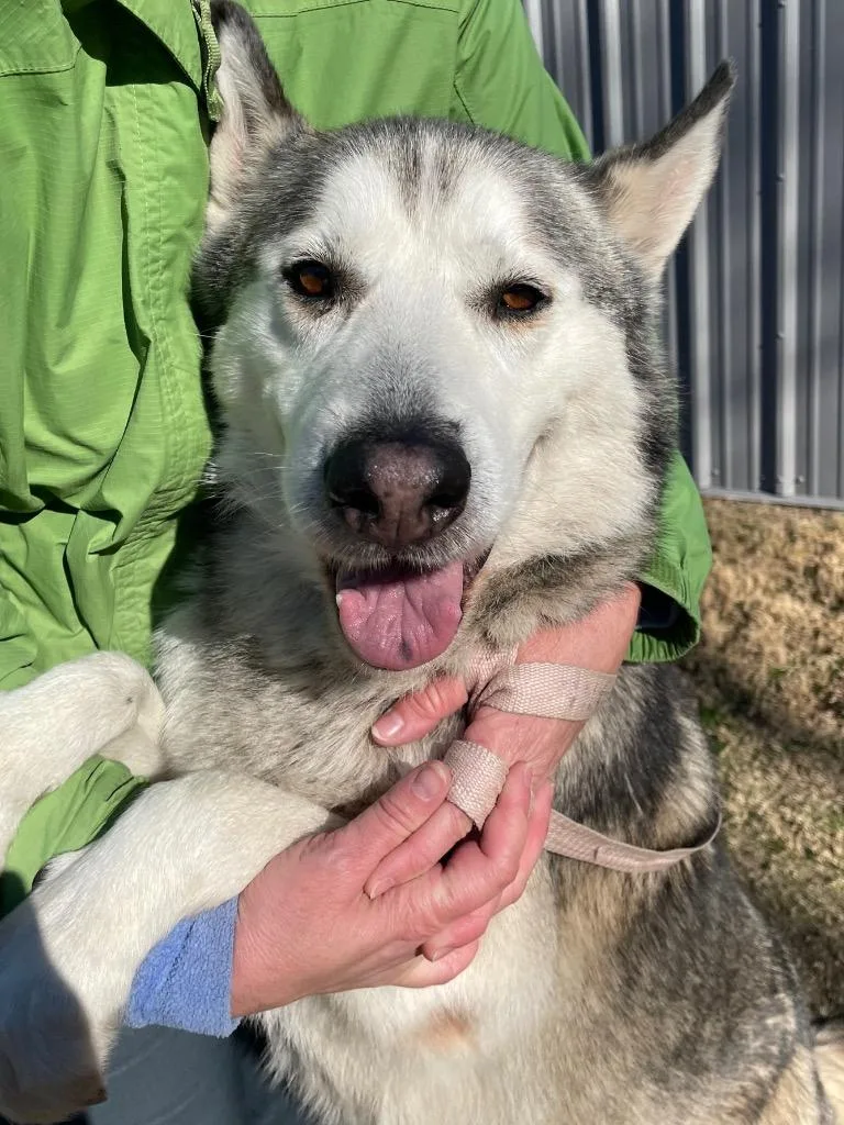 Hush Puppy thumbnail 2