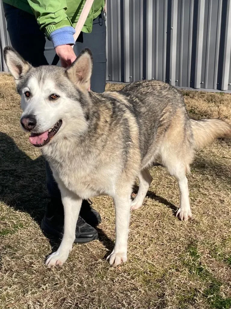 Hush Puppy thumbnail 5