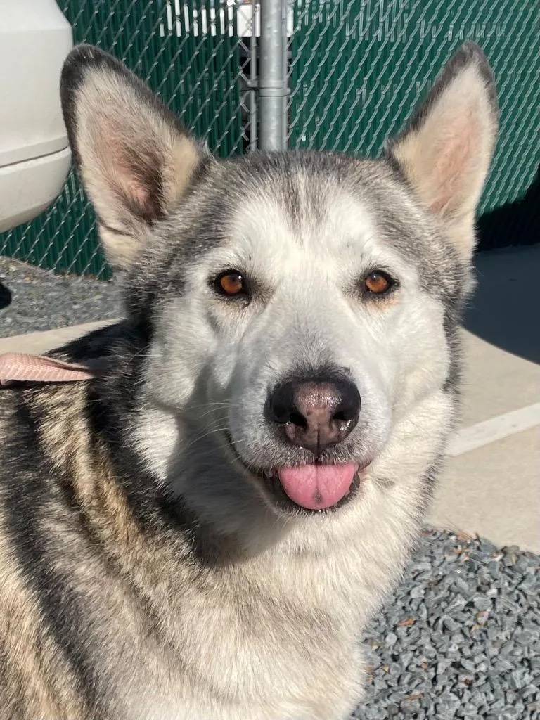 Hush Puppy thumbnail 6