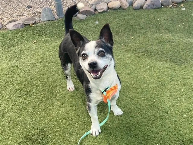 An adult small-sized male Chihuahua dog named Yoshi for adoption in Phoenix, AZ