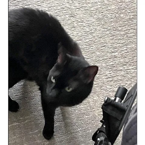 Midnight thumbnail 2