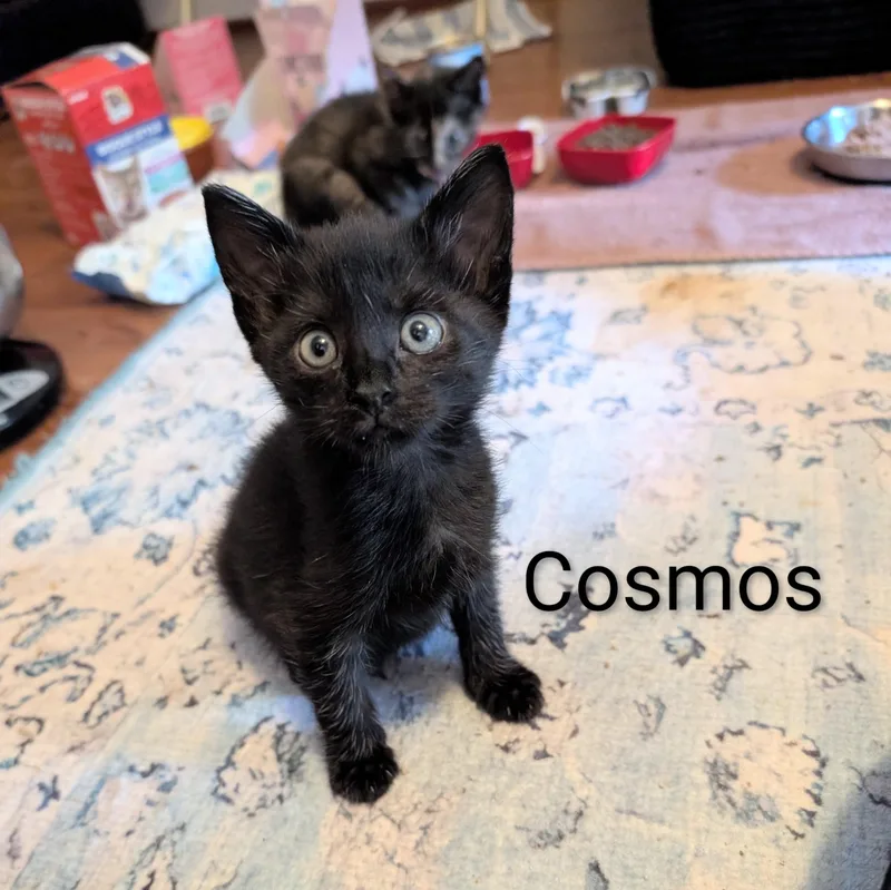 A baby medium-sized male Black Domestic Short Hair cat named Cosmos for adoption in Southern Pines, NC