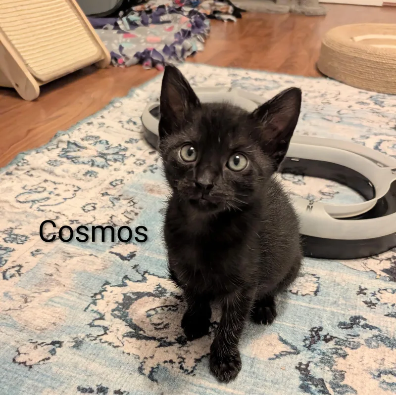 Cosmos thumbnail 2