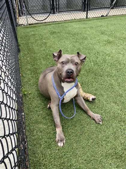 An adult large-sized female Mixed Breed dog named Diva for adoption in West Chester, PA