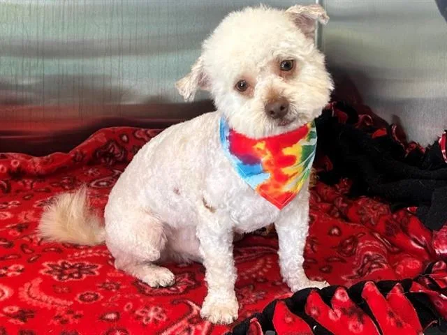 A young small-sized male Poodle dog named Francis for adoption in Tustin, CA