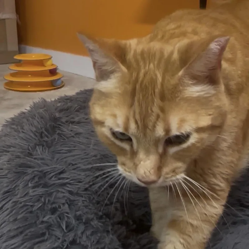 An adult medium-sized male Orange / Red Domestic Medium Hair cat named Morris for adoption in San Saba, TX