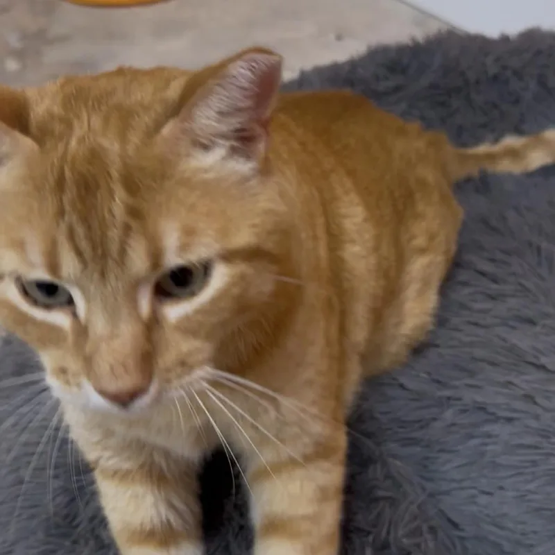 Morris thumbnail 2