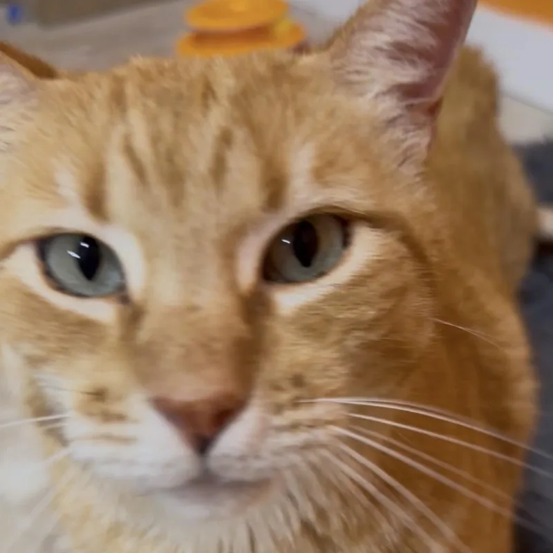 Morris thumbnail 3