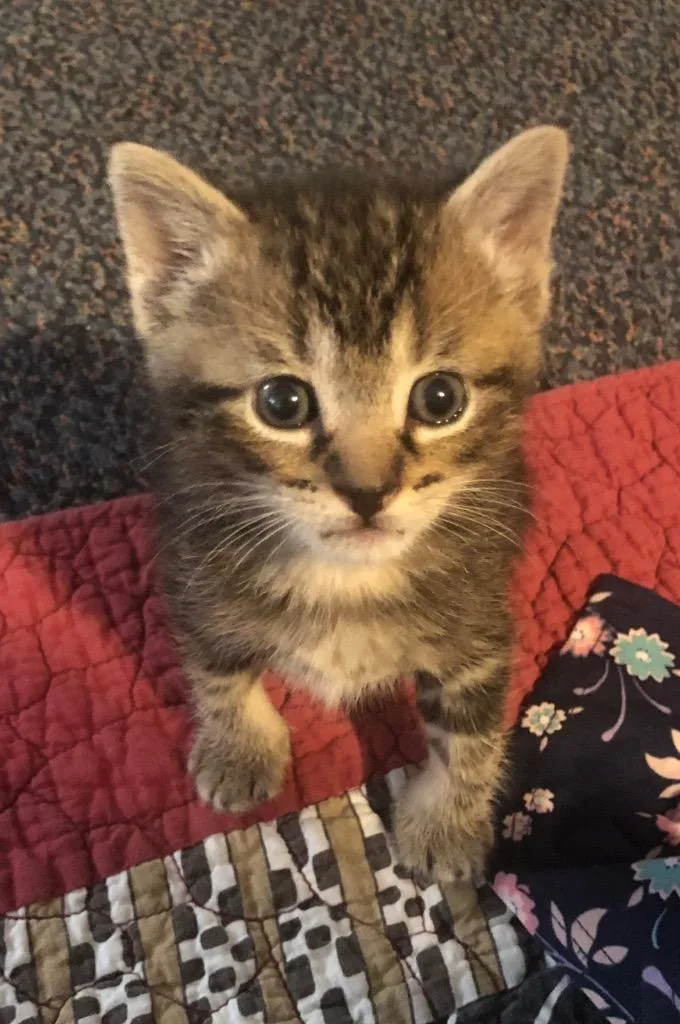 A baby small-sized male Domestic Short Hair cat named Cloud for adoption in Cape Coral, FL
