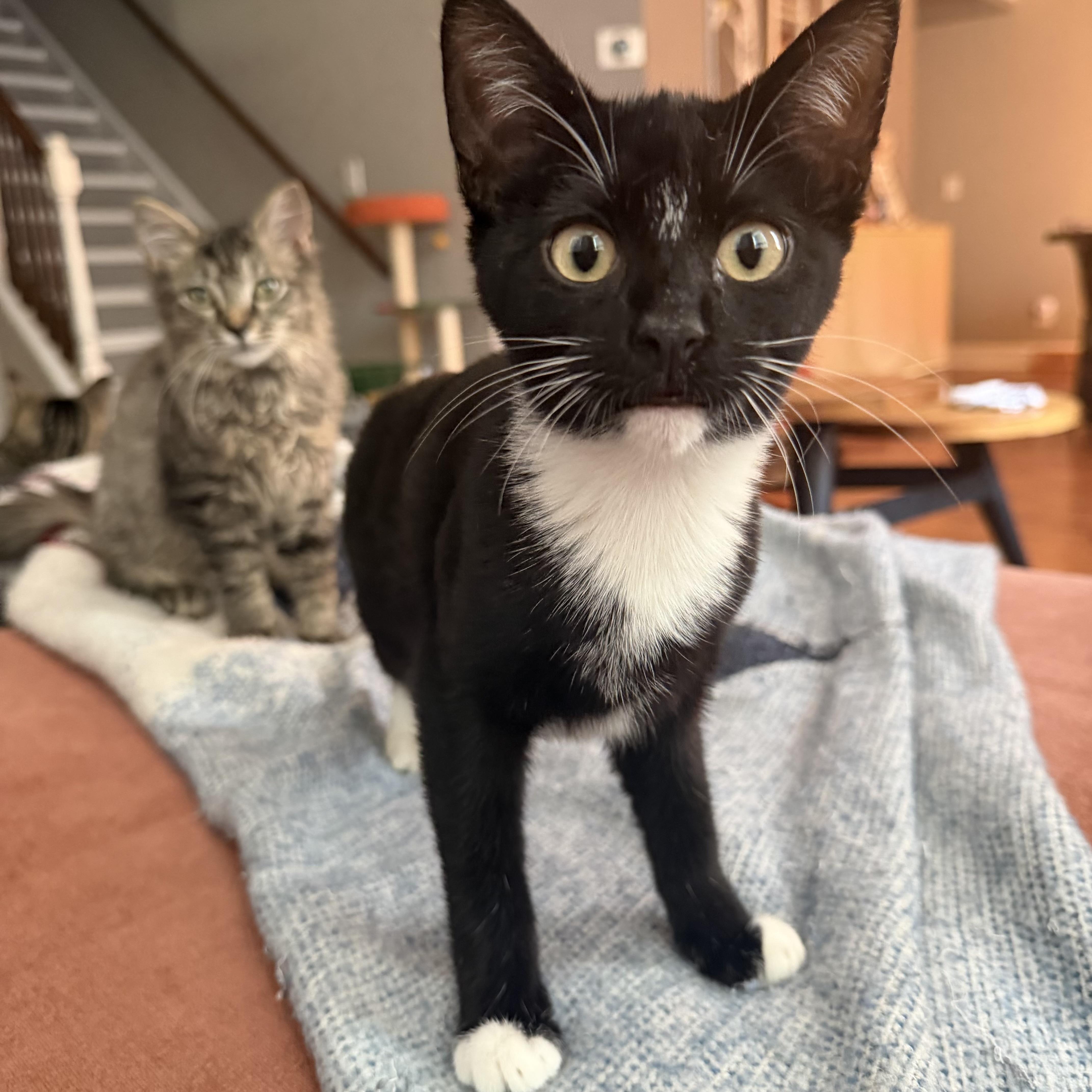 A baby medium-sized female Black & White / Tuxedo Domestic Short Hair cat named Javadi for adoption in Seneca, SC