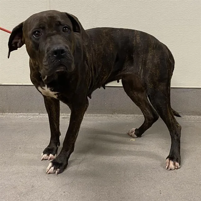 A young large-sized female Cane Corso dog named A for adoption in Modesto, CA