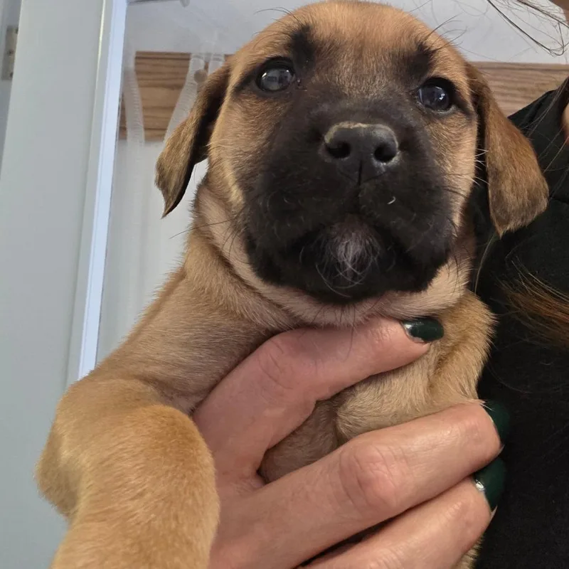 A baby small-sized female Yellow / Tan / Blond / Fawn Mixed Breed dog named Piper for adoption in Fort Bragg, CA