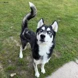 An adult medium-sized male Black Siberian Husky dog named Koda for adoption in Moline, IL