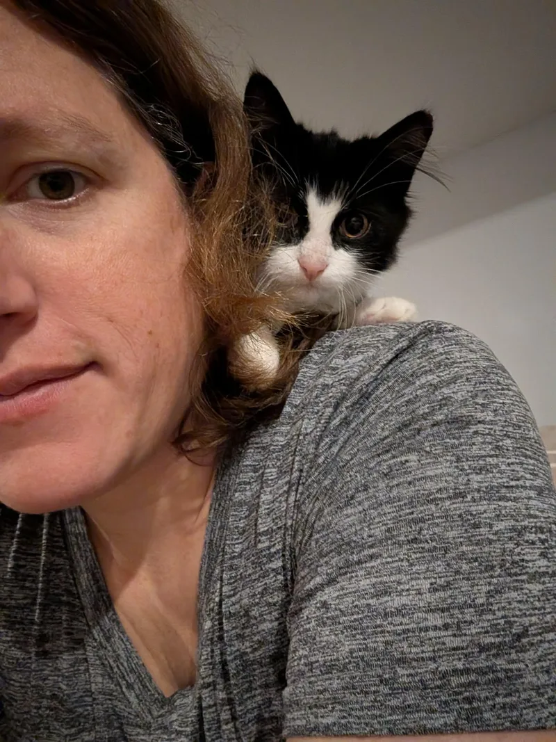 A young medium-sized male Domestic Medium Hair cat named Banana for adoption in Mechanicsburg, PA