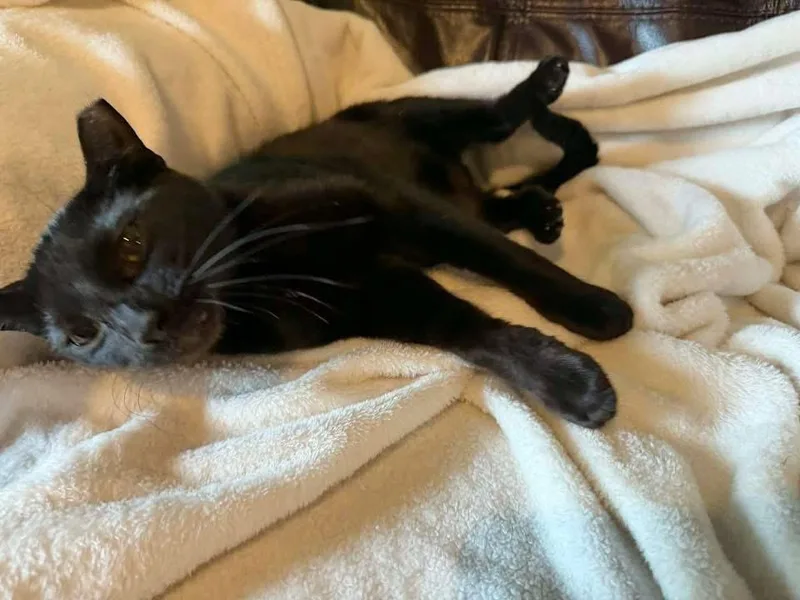 Ladarius thumbnail 2