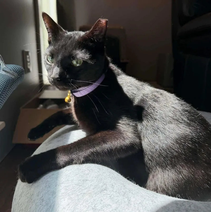 Ladarius thumbnail 3