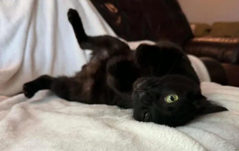 Ladarius thumbnail 4