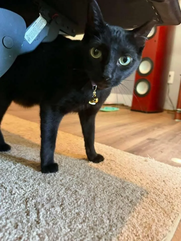 Ladarius thumbnail 5