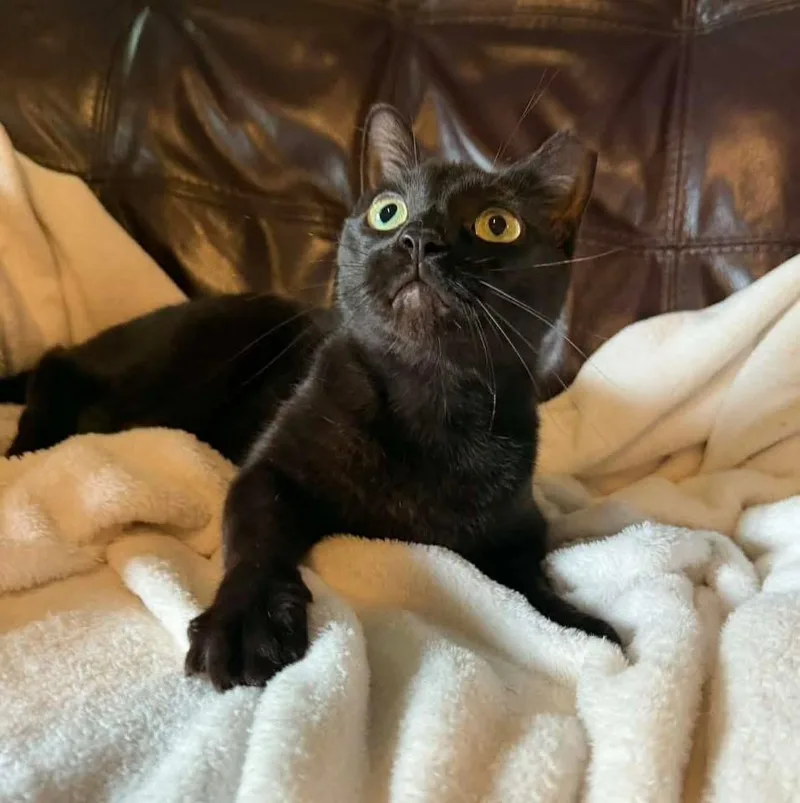 Ladarius thumbnail 6