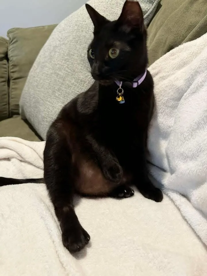 A young medium-sized male Black Domestic Medium Hair cat named Ladarius for adoption in Calera, AL